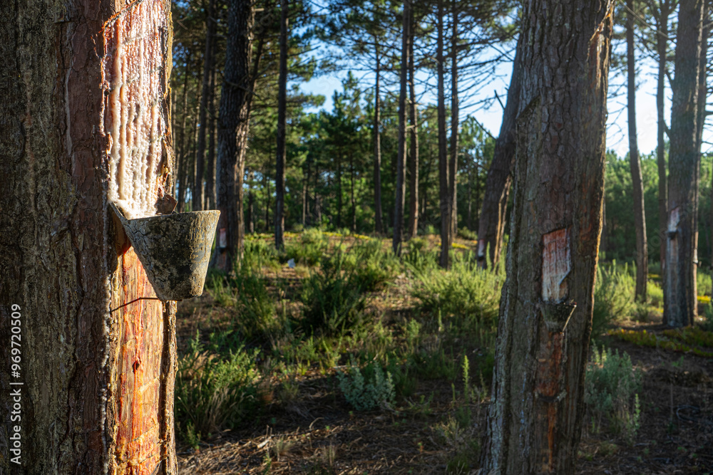 Close-up of pine trees in a forest with visible cuts for resin extraction. A container is placed at the base of the trunk to collect the flowing resin, highlighting traditional harvesting methods. Close-up of pine trees in a forest with visible cuts for resin extraction. A container is placed at the base of the trunk to collect the flowing resin, highlighting traditional harvesting methods.