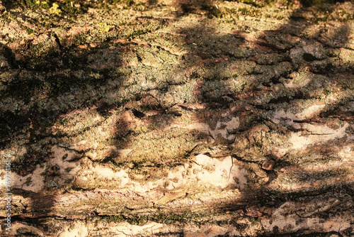 background image: tree bark texture with light and shadow spots on the surface