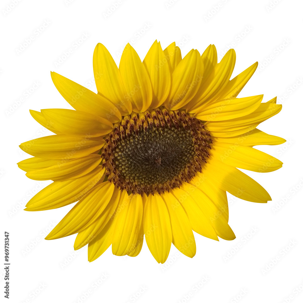 Fototapeta premium Sunflower Isolated On White Background