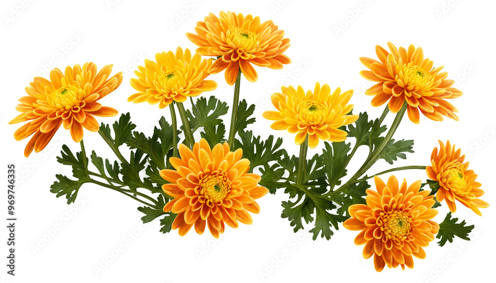 Chrysanthemums on a transparent background Chrysanthemums on a transparent background
