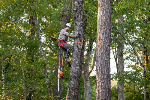 Tree Trimmer climbing tree to cut limbs