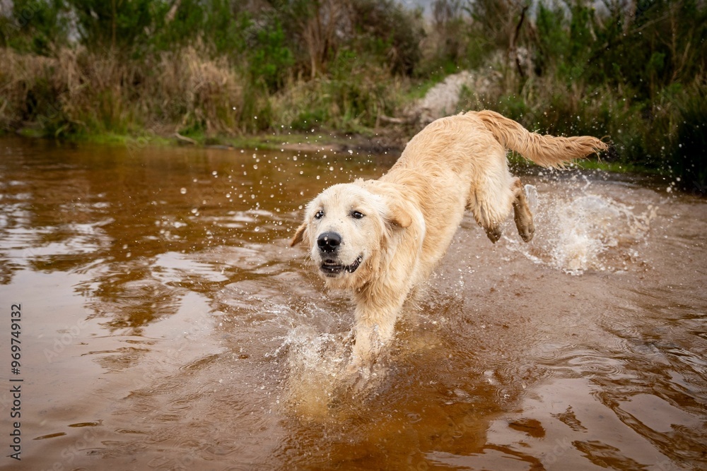 Golden retriever playfully running through water