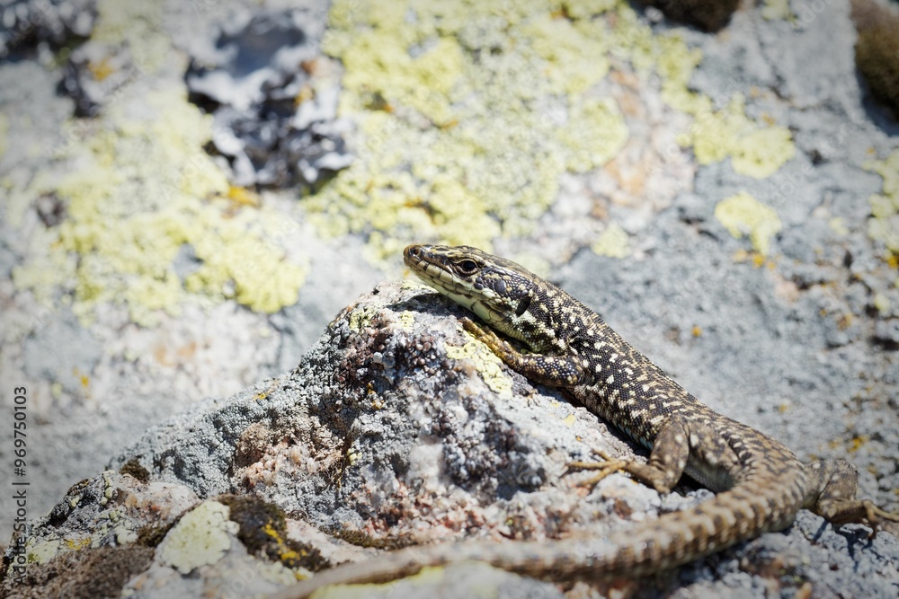 Lizard basking on a rock with lichen background Lizard basking on a rock with lichen background