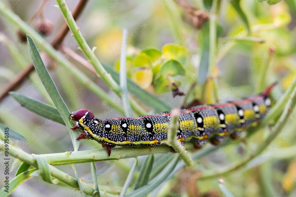 Maltese Spurge Hawkmoth Caterpillar (Hyles sammuti) in larva stage, eating spurge plant leaves. Maltese Spurge Hawkmoth Caterpillar (Hyles sammuti) in larva stage, eating spurge plant leaves.