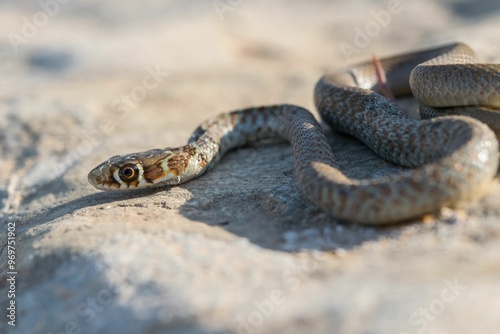 A young Western whip snake hatchling (Coluber viridiflavus carbonarius) in the island of Malta. photo