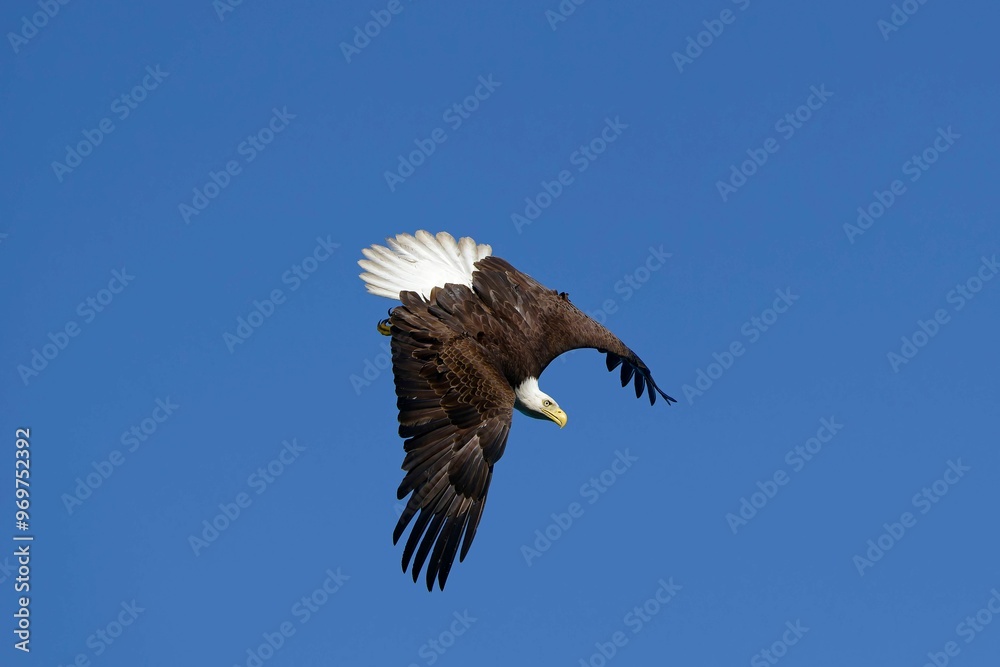 Obraz premium Bald eagle begins a dive towards prey below