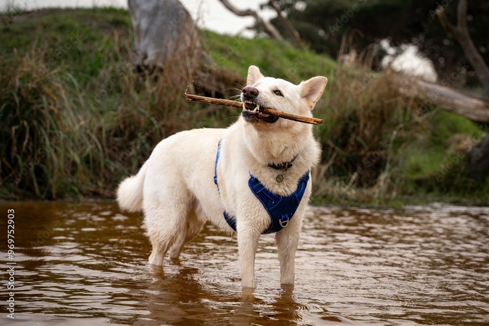Korean Jindo Dog standing in water, playing with a stick on a sunny day Korean Jindo Dog standing in water, playing with a stick on a sunny day