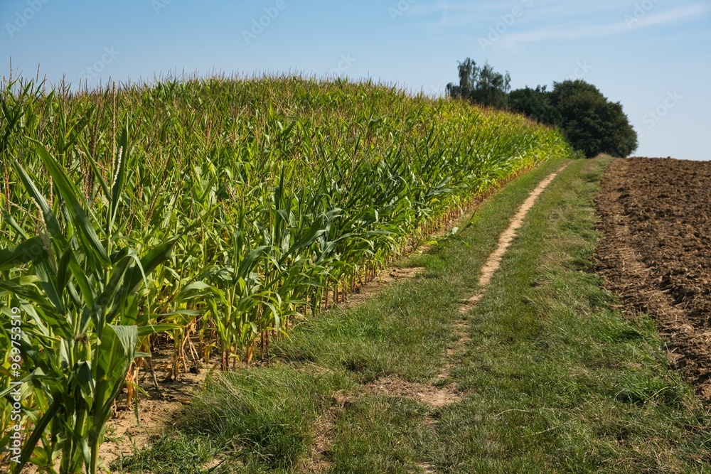 Countryside path beside cornfield under blue sky Countryside path beside cornfield under blue sky