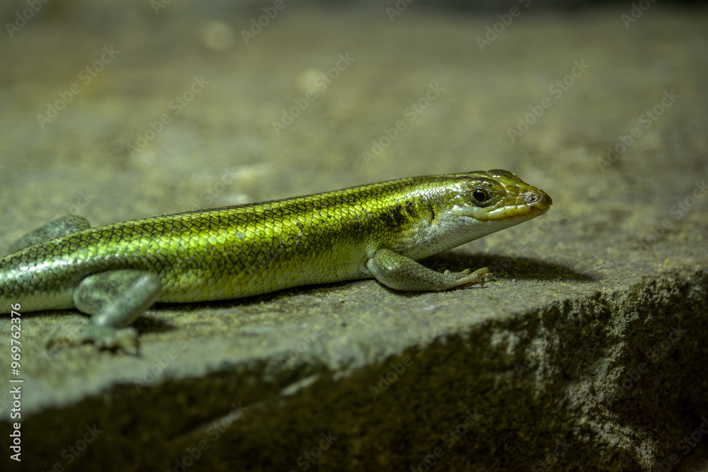 Close up view of the lizard. (Trachylepis margaritifera) Close up view of the lizard. (Trachylepis margaritifera)