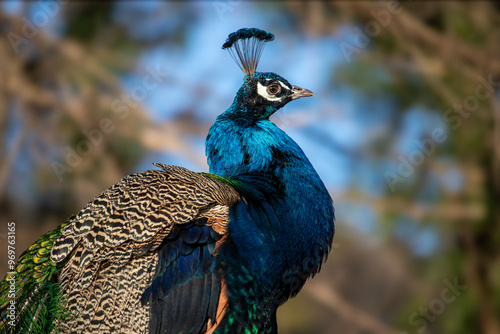 Portrait of an Indian peafowl from close up. (Pavo cristatus)