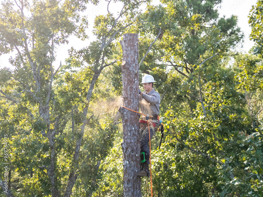 Fototapeta premium Tree arborist climbing high in pine tree to cut trunk.