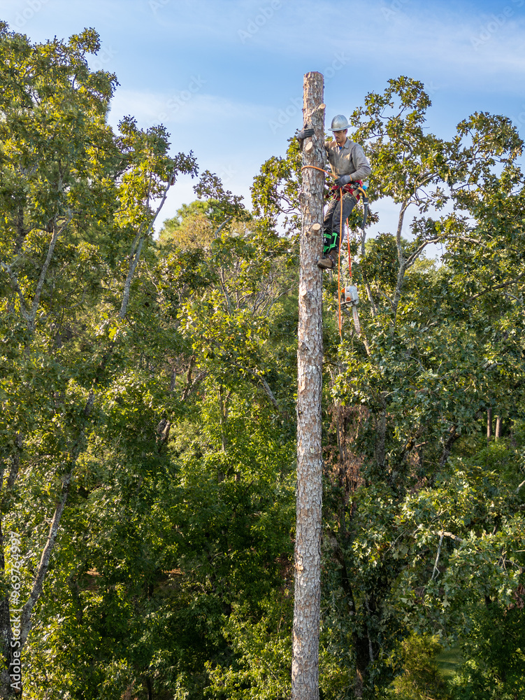 Fototapeta premium Tree arborist climbing high in pine tree to cut trunk.