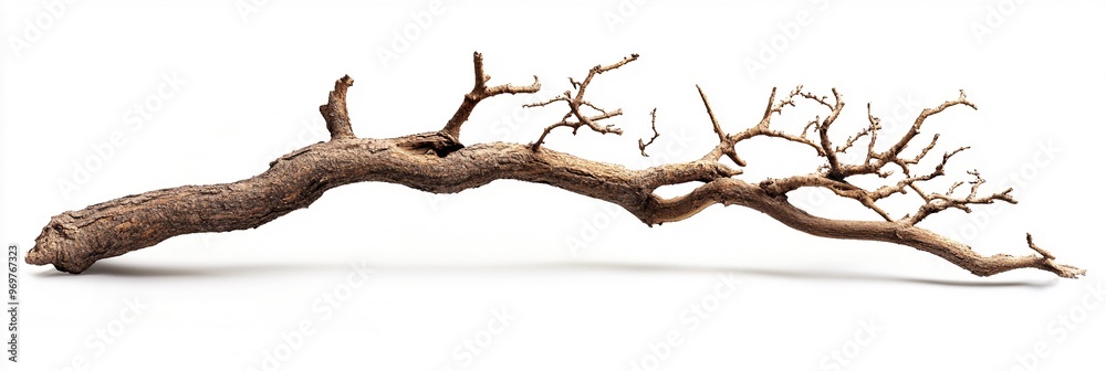 Fototapeta premium Dry Branch of a Tree Isolated on White Background with Organic Curves and Texture, Ideal for Natural Design Elements or Illustrations