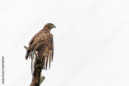 Brown Snake Eagle (Circaetus cinereus) in the rain. This completely wet Brown Snake Eagle is drying his wings before flying away in the Kruger National Park in South Africa