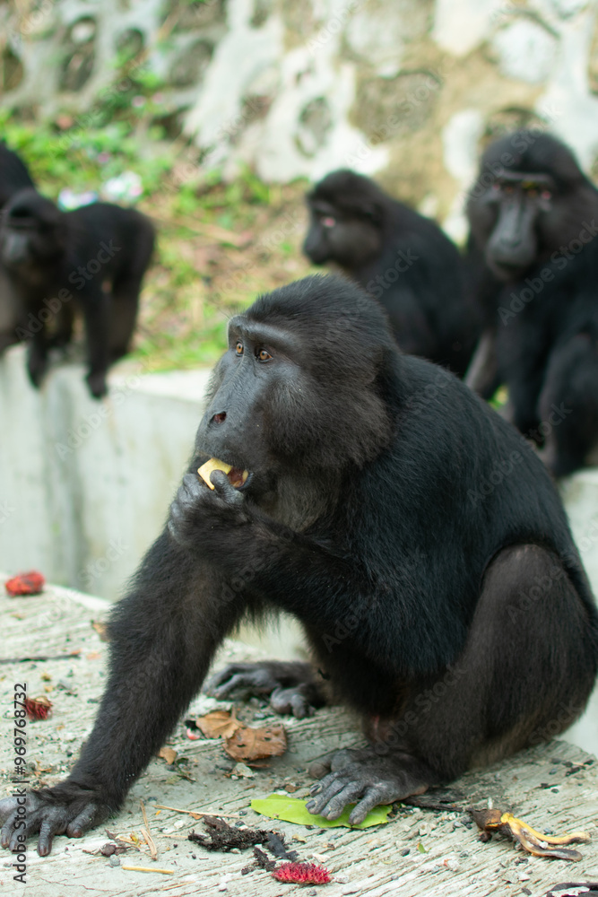 Tonkean macaque (Macaca tonkeana) is a species of primate in the family Cercopithecidae. It is endemic to central Sulawesi. Tonkean macaque (Macaca tonkeana) is a species of primate in the family Cercopithecidae. It is endemic to central Sulawesi.