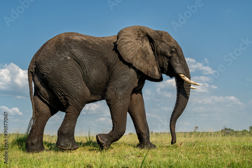 Close encounter with a bull elephant from a boat. African elephant searching for food and water at the Chobe River between Botswana and Namibia in the green season.