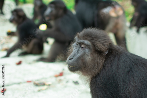 Tonkean macaque (Macaca tonkeana) is a species of primate in the family Cercopithecidae. It is endemic to central Sulawesi. photo