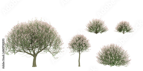 Photos set of Tri color dappled willow trees on transparent background