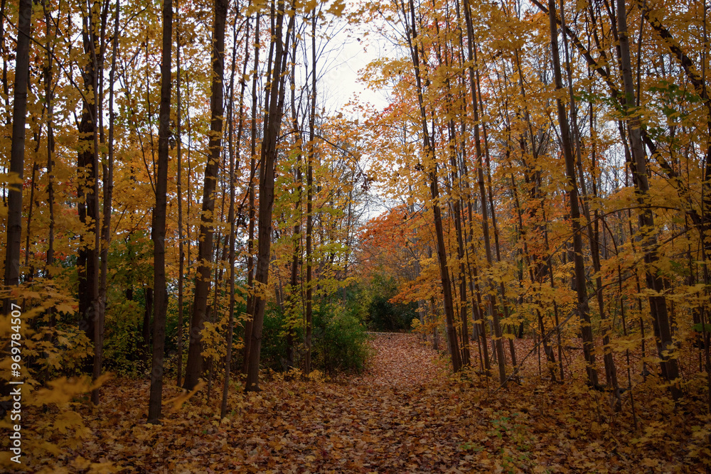 Fototapeta premium Autumn forest with fallen leaves and a path in the foreground. Toronto, Canada. 