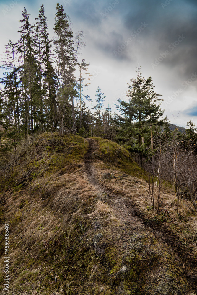 Beautiful nature in the mountains. Slope. Spruce forest on top of the mountain. Landscapes and hiking trails in the mountains.
