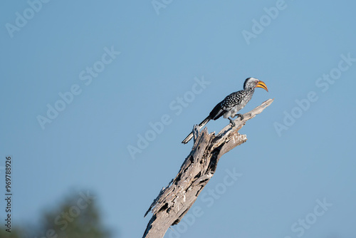 Yellow-billed hornbill bird solitary, seen on a safari in Botswana photo