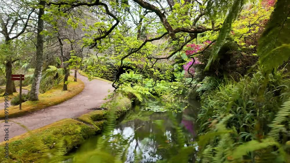 A video clip showing lush vegetation and colorful plants at the stream in Terra Nostra botanical garden in Furnas, Azores A video clip showing lush vegetation and colorful plants at the stream in Terra Nostra botanical garden in Furnas, Azores