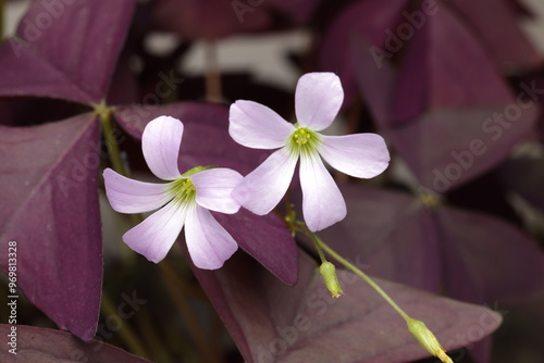 Oxalis triangularis, the purpleleaf false shamrock, perennial plant in the family Oxalidaceae, Giant shamrock  in bloom, on white background photo