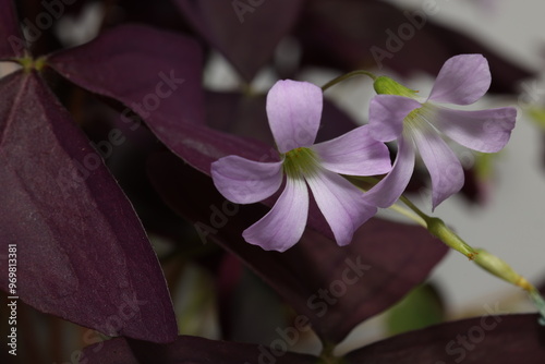 Oxalis triangularis, the purpleleaf false shamrock, perennial plant in the family Oxalidaceae, Giant shamrock  in bloom, on white background photo