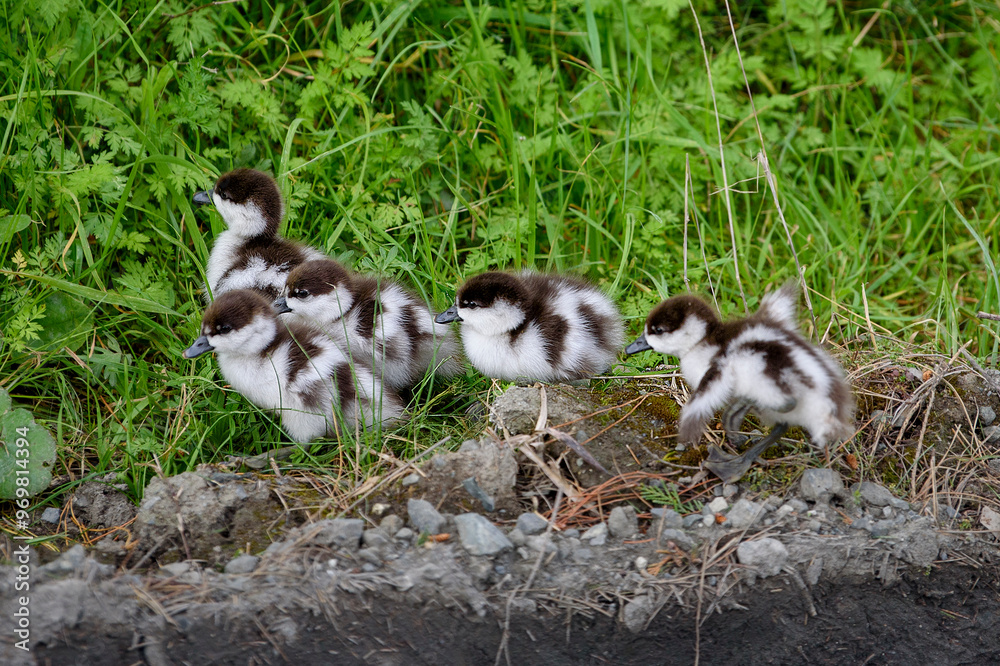 Paradise Shelduck Chicks. New Zealand Paradise Shelduck Chicks. New Zealand