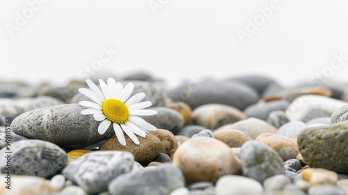 Delicate Sea Daisy Amidst Pebbles on White Background – Nature’s Serenity