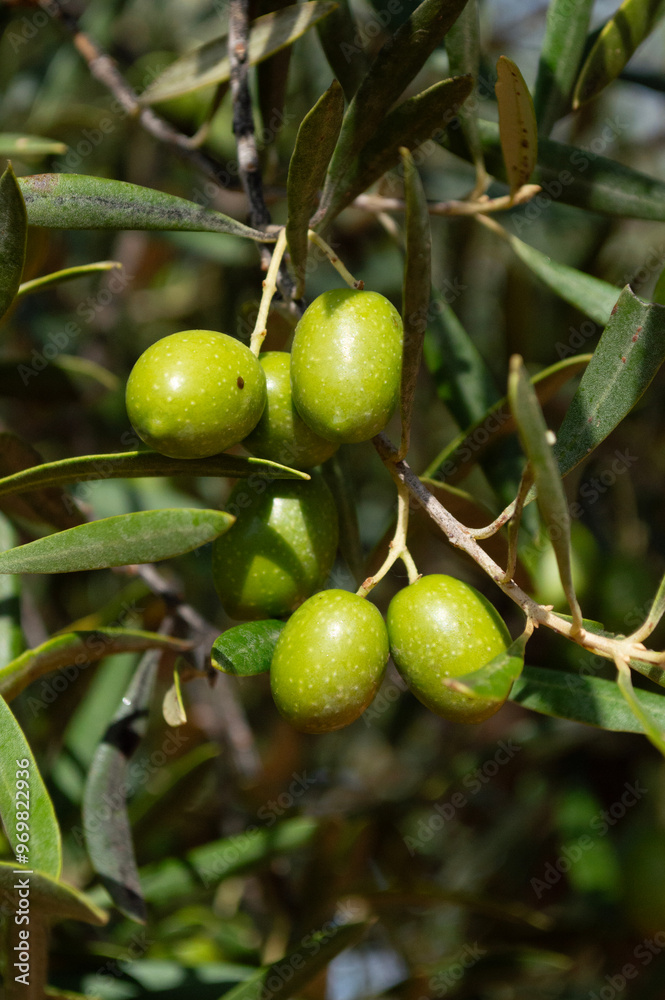 Aceitunas verdes madurando, cosecha del olivar Aceitunas verdes madurando, cosecha del olivar