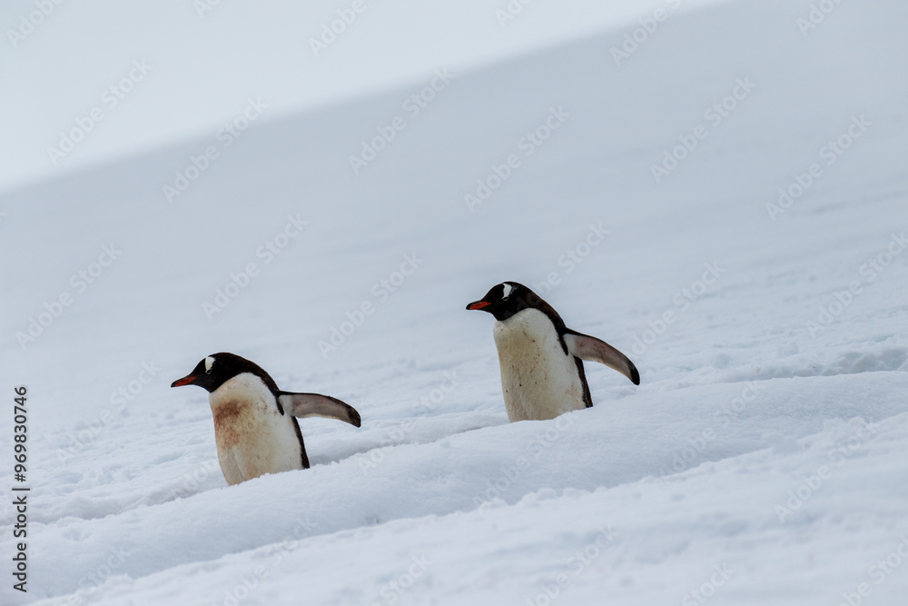 Fototapeta premium Close-up of a group of Gentoo Penguins -Pygoscelis papua- walking along a penguin highway in a snowy landscape of the colony at Danco island, on the Antarctic Peninsula