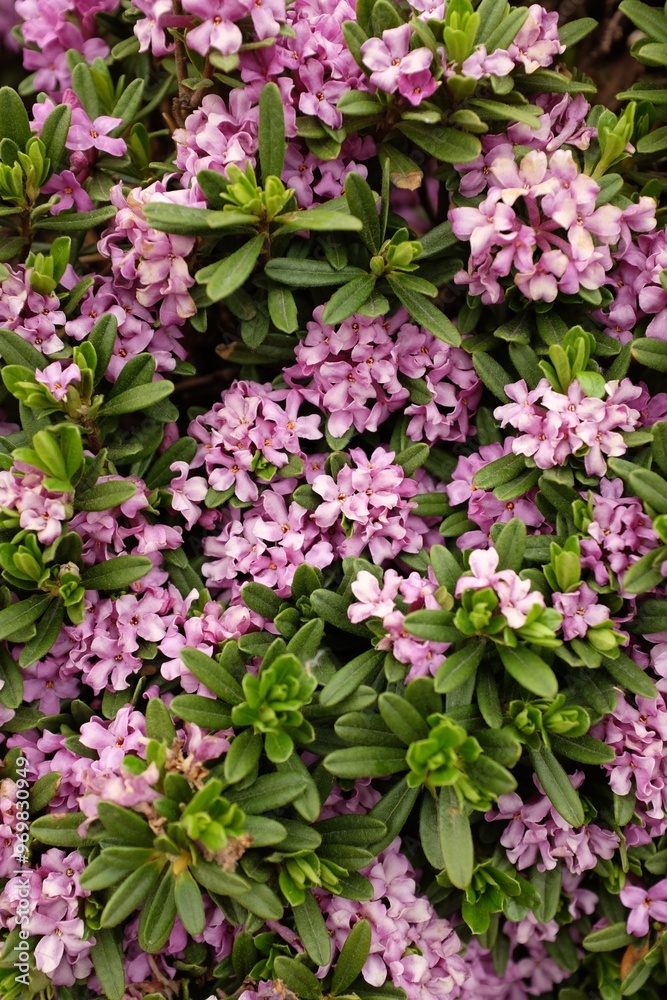 Fototapeta pink daphne flowers