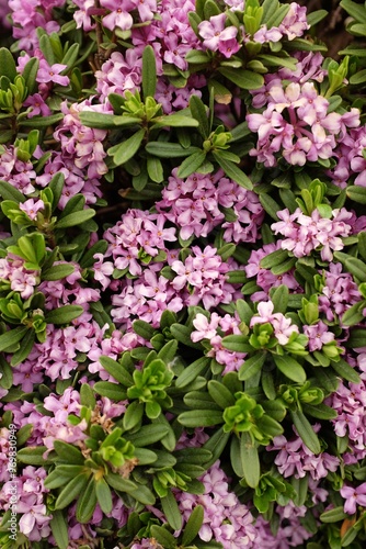 pink daphne flowers