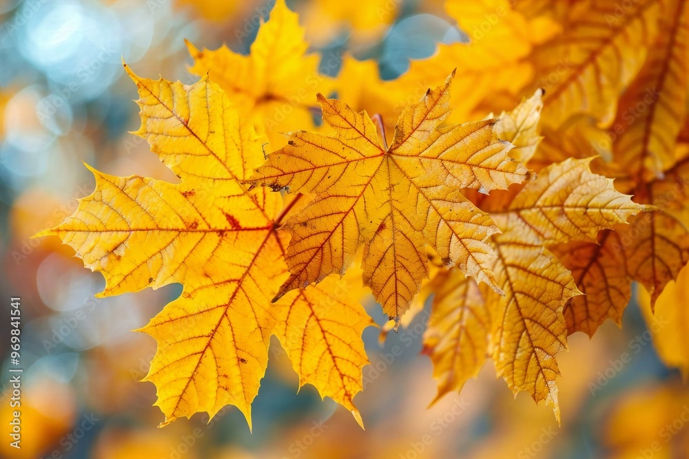 Abstract close-up shot of maple leaves with a blurred bokeh background, perfect for a seasonal web banner design. Abstract close-up shot of maple leaves with a blurred bokeh background, perfect for a seasonal web banner design.