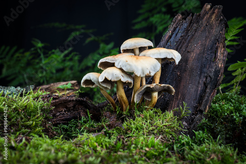 mushroom  in the moss in the forest photo