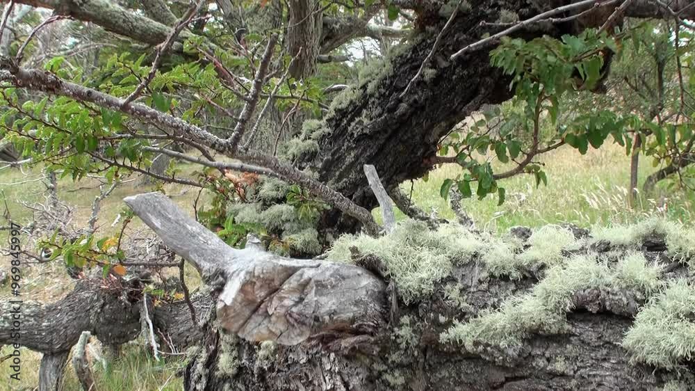 Tree adorned with vibrant lichen flourishes in dense forest of Los Alerces National Park, showing rich biodiversity of Northern Patagonia, Argentina. Nature thrives in this serene environment. Tree adorned with vibrant lichen flourishes in dense forest of Los Alerces National Park, showing rich biodiversity of Northern Patagonia, Argentina. Nature thrives in this serene environment.