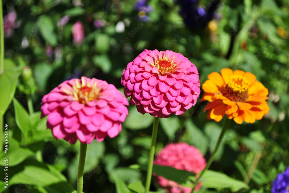 flowers in the garden flowers in the garden