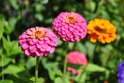 pink flowers in the garden