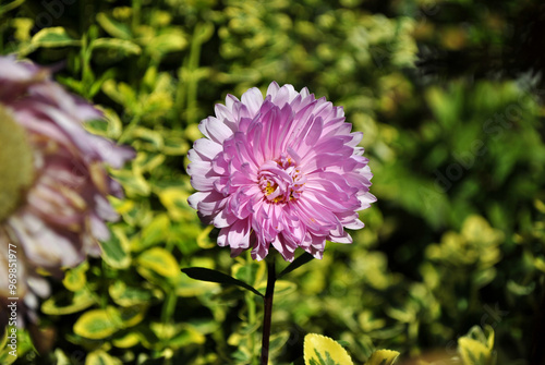pink chrysanthemum flower