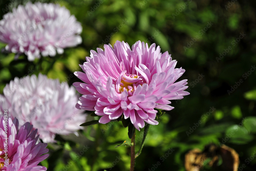 Obraz premium pink flower