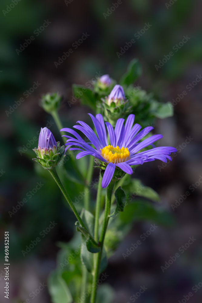 Closeup of flower of Aster amellus 'King George' in a garden in late summer Closeup of flower of Aster amellus 'King George' in a garden in late summer