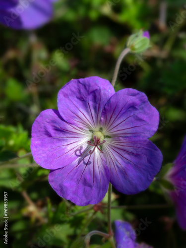 Closeup of a flower of Cranesbill (Geranium 'Azure Rush') in a garden in summer