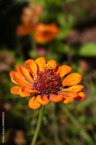 Closeup of flower of sneezeweed 
 (Helenium 'Rubinzwerg') in a garden in late summer photo