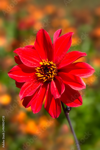 Closeup of a flower of Dahlia 'Bishop of Llandaff' in a garden in summer photo