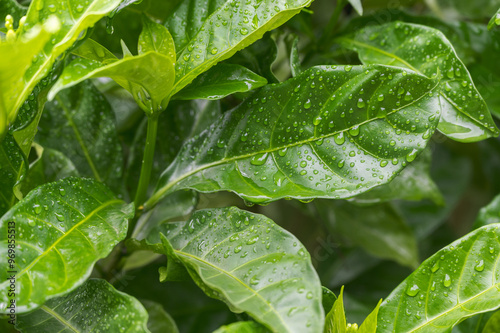 Jasminum sambac is a species of jasmine native to tropical Asia, from the Indian subcontinent to Southeast Asia. Water drop on the leaves. photo