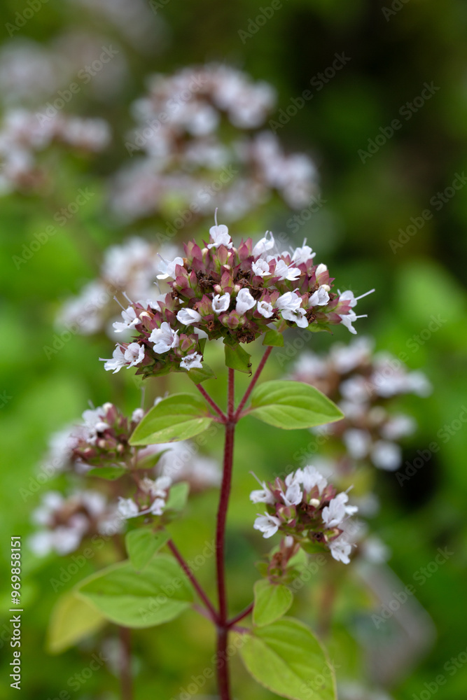 Closeup of flowers of herb Golden Oregano (Origanum vulgare 'Aureum') in a garden in late summer Closeup of flowers of herb Golden Oregano (Origanum vulgare 'Aureum') in a garden in late summer