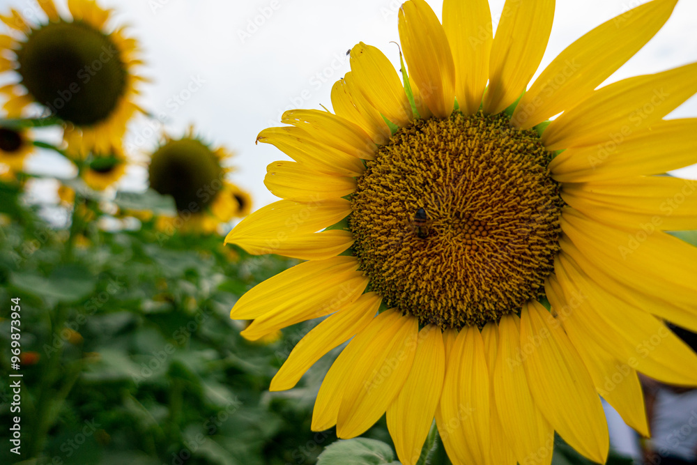Obraz premium Sunflower Fields Mexico
