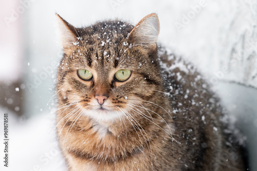 Snow covered big cat with green eyes outside in winter