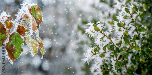 Photos frost covered boxwood bush with green leaves and tree branch with dry leaves in